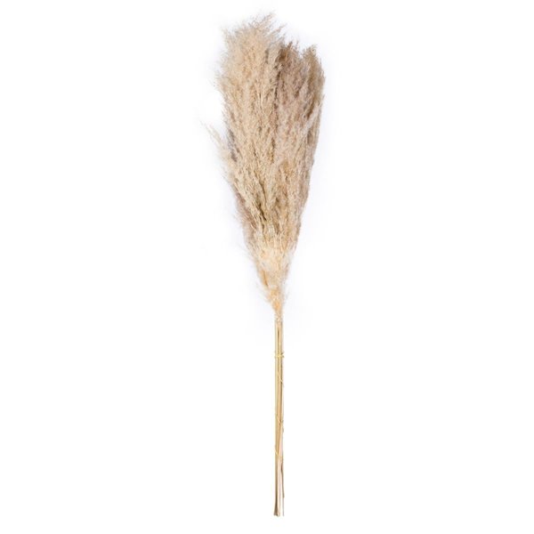 Altruismo 46 in. Natural Pampas Grass Assortment AL2677122